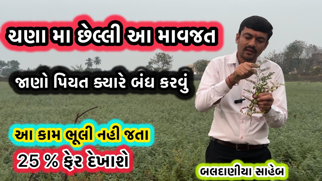 ચણા માં છેલ્લી માવજત ભૂલી નય જતાં એટલે ઉત્પાદન માં ફેર દેખાય તેની ગેરેન્ટી