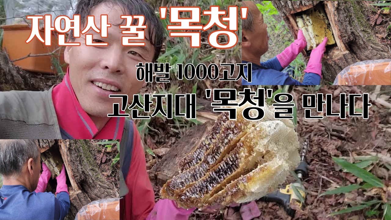 자연산 꿀 목청 작업하고 왔습니다.