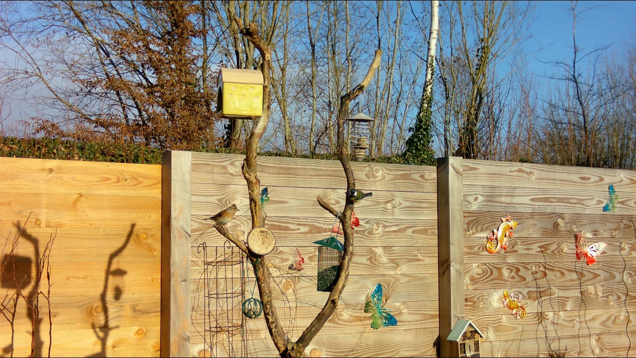 4K Bird Feeder Cam, Belgian Garden Birds, Natural Sounds, 3.5 Hours