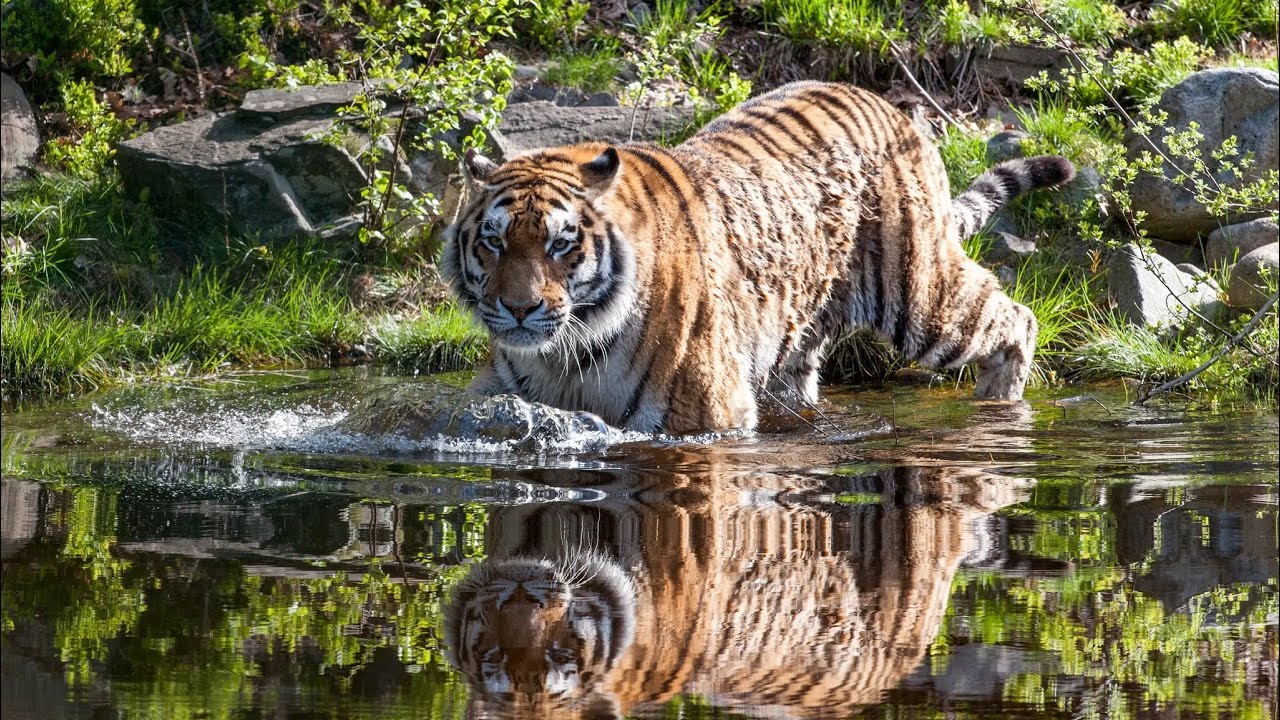 Dyreparken i Kristiansand | Norway 🇳🇴 Walking in Kristiansand animal park|