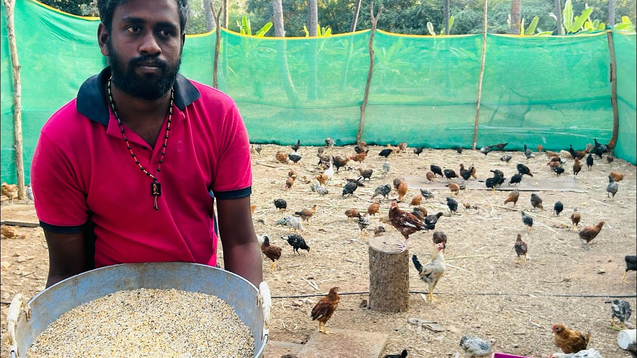 ನಾಟಿಕೋಳಿಯ ಮೇವು ಮಿಶ್ರಣ ಹೇಗೆ ಮಾಡಬೇಕು ಅಂತ ಕೊಳೋರಿಗೆ ಇಲ್ಲಿದೇ ಮಾಹಿತಿ 