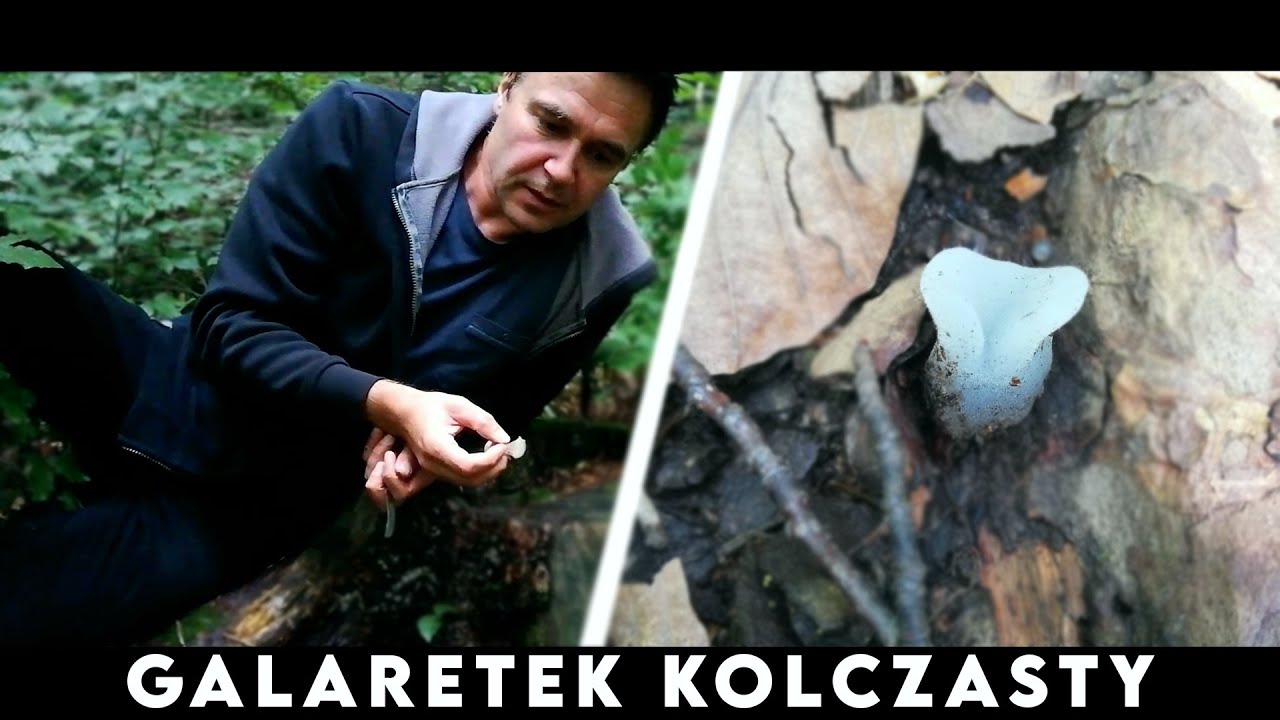 Galaretek Kolczasty - żelki z lasu!