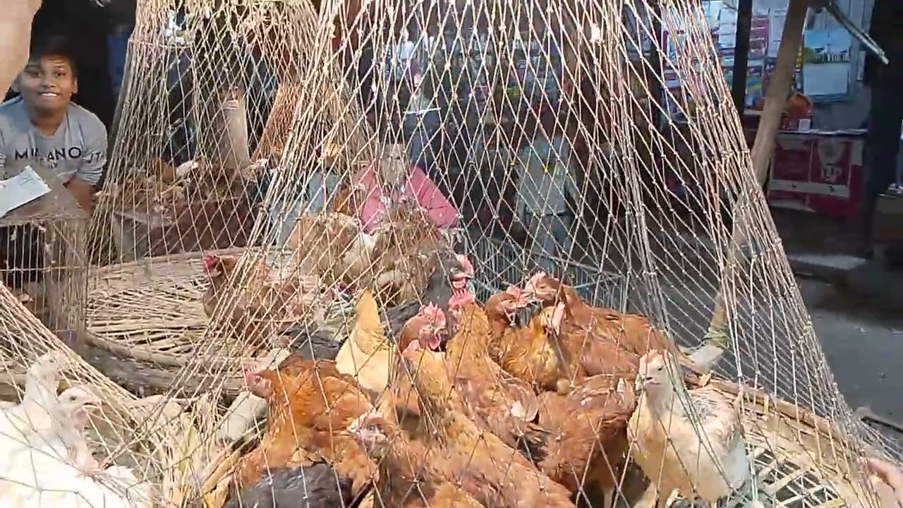 আজকের তাজা মুরগির দাম কত? | Chicken Price Today | Market Pulse BD