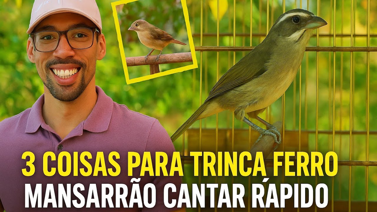 3 COISAS PARA TRINCA FERRO MANSARRÃO CANTAR RÁPIDO