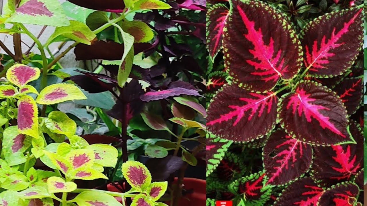 Coleus plants change colour with seasons or sunlight  .basic information abaut coleos plants