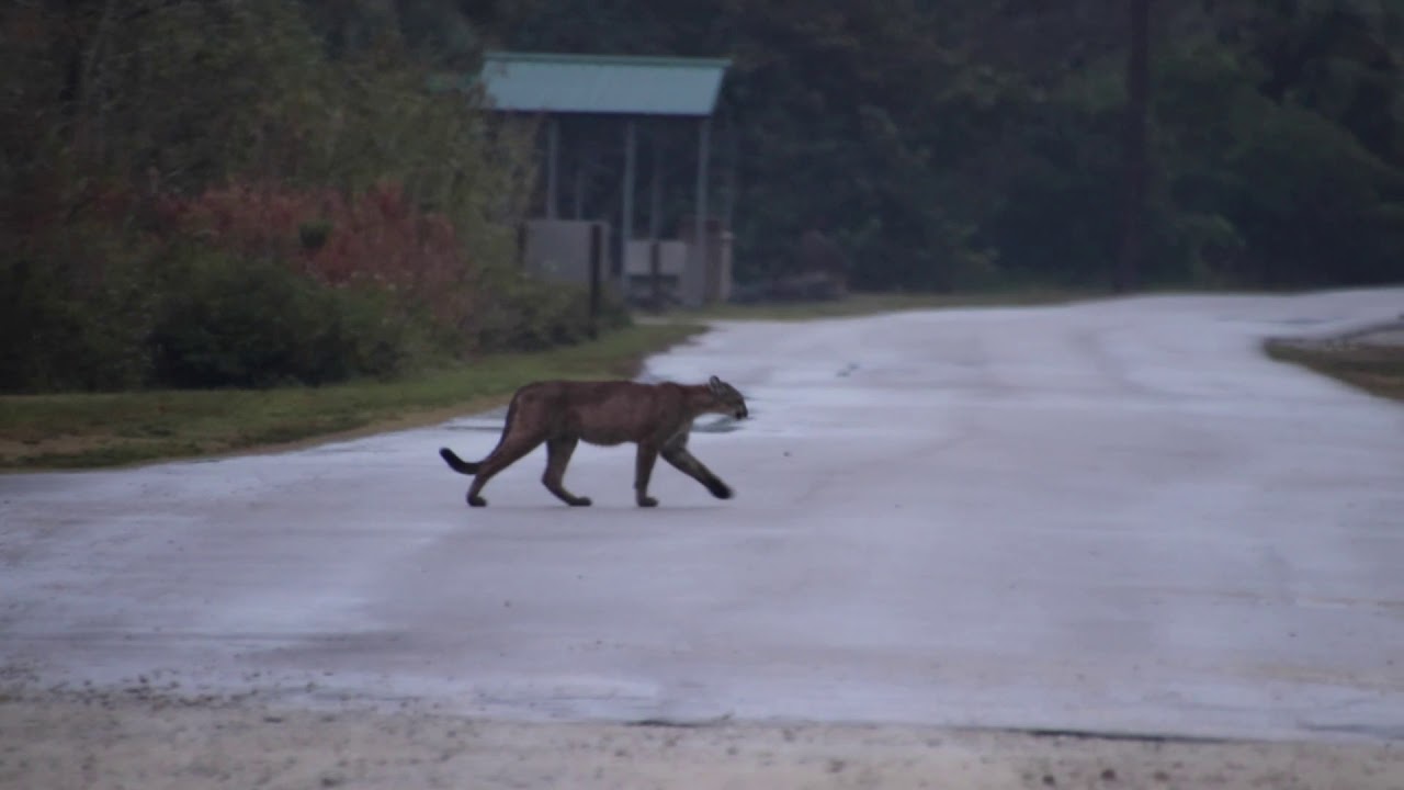 Family of four Florida Panthers in the wild 2021