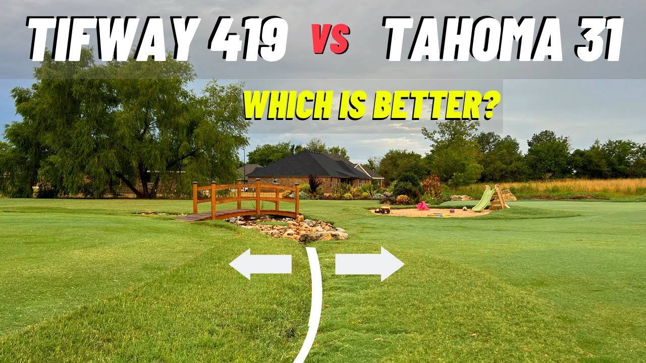 Tahoma 31 и Tifway 419 Bermudagrass — в чём разница? Что лучше?