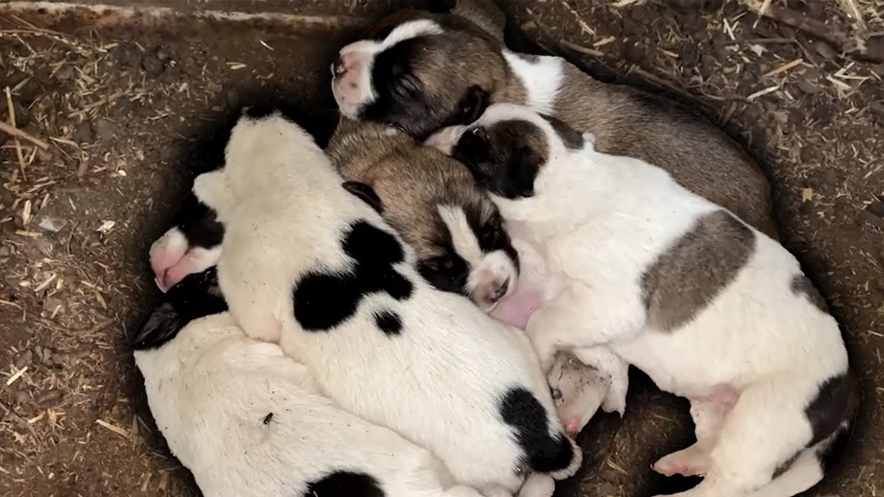 Щенки спят поверх своих братьев и сестер.