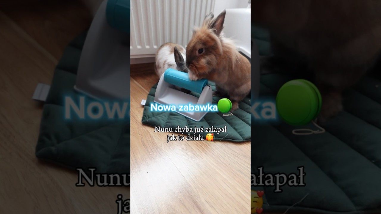 Zabawka dla królika🐰🪀 #królik #zabawka #zakupy #prezent #test #viral #shorts