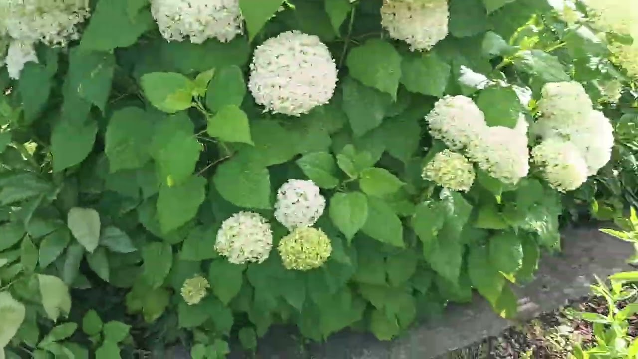 KUPUJĘ HORTENSJE DRZEWIASTE W LUTYM  polecam piękne odmiany ,,w opisie,,