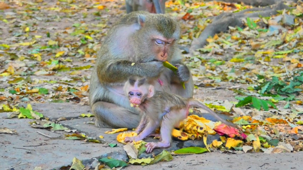 The little monkey is struggling to eat a banana with its mother