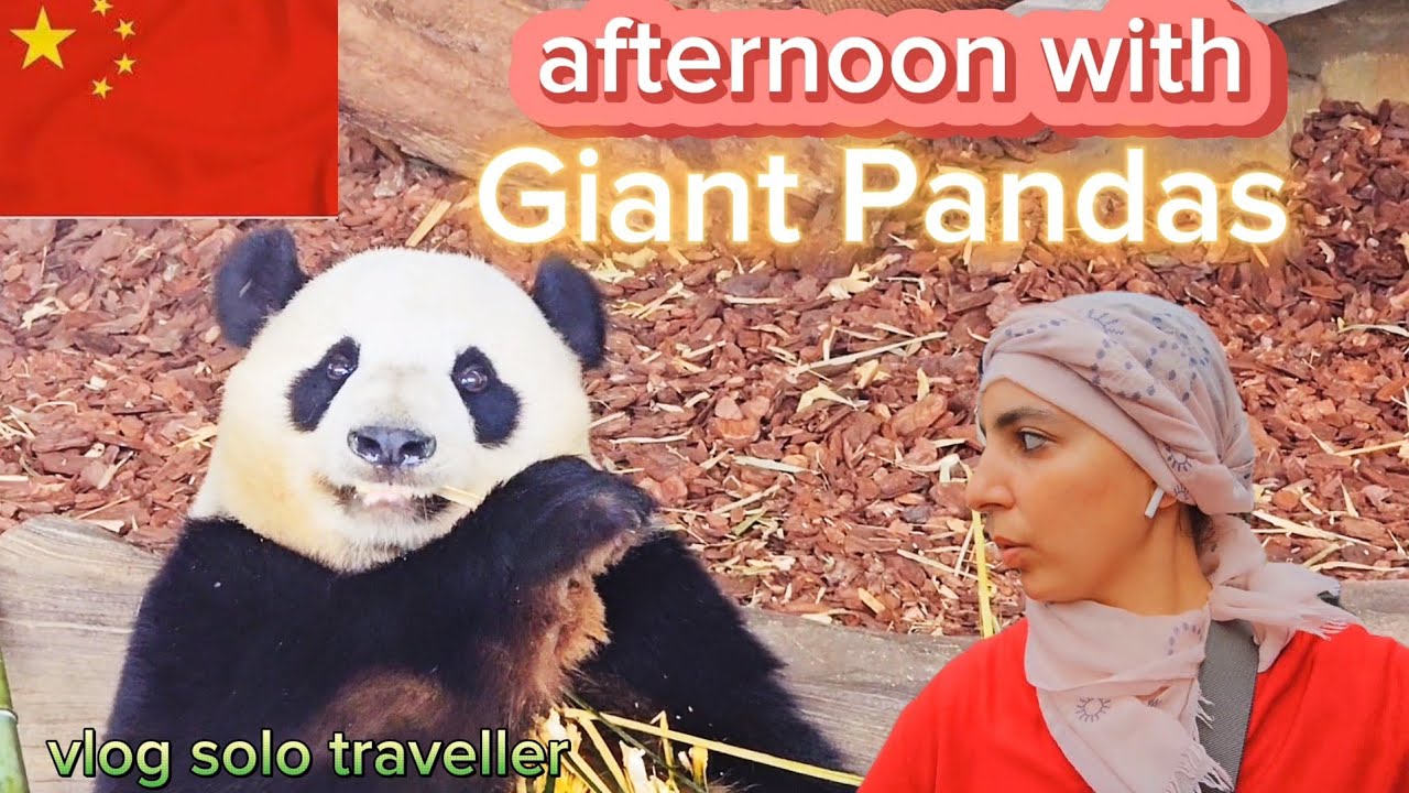 Pandas Geants a Chengdu. Une journee bien remplie. Top aventure en Chine!!! Travel Vlog