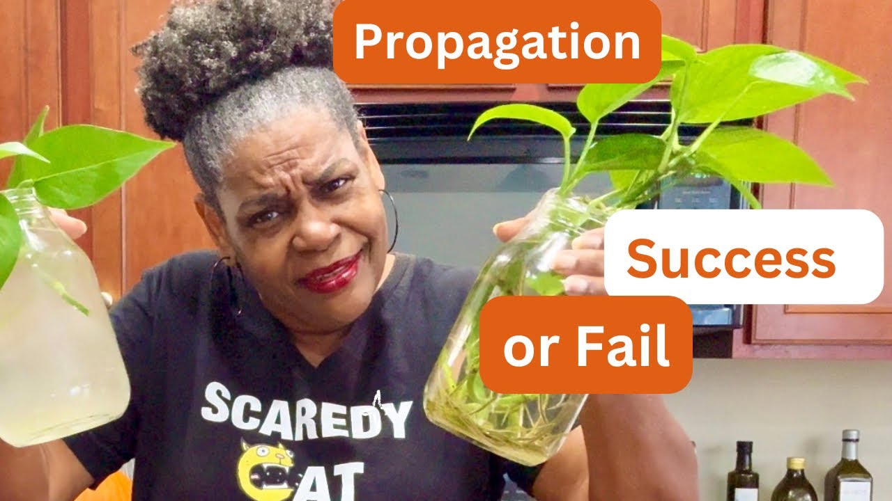 Indoor Plant Propagation!  An Accidental Experiment Which Worked Best?