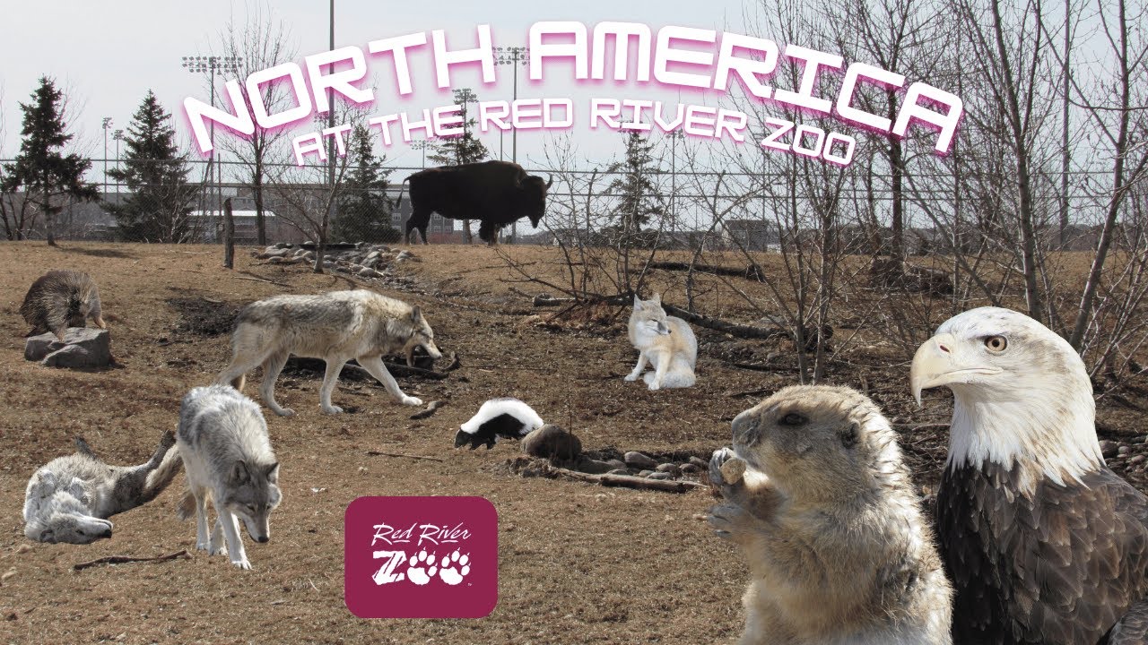 North America at the Red River Zoo | Exhibit Tours Ep. 59