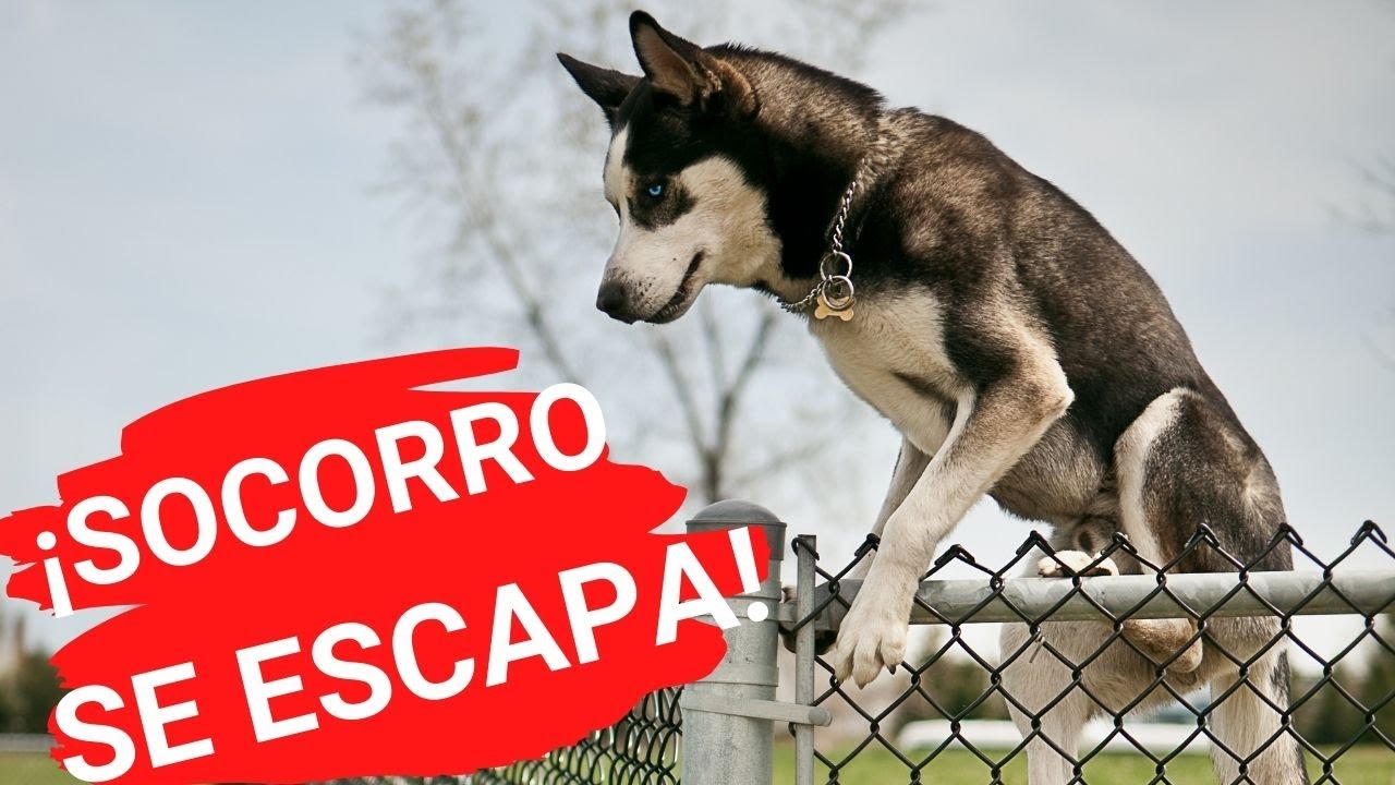 😱MI PERRO SE ESCAPA de Casa, del Jardín o Patio▶4 CAUSAS Y SOLUCIONES