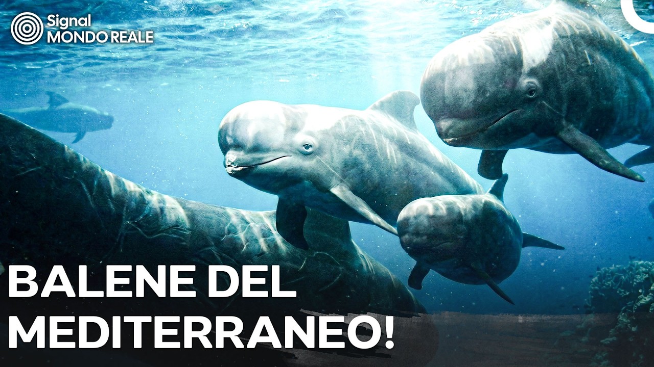 La Vita Selvaggia del Mediterraneo Italiano: Balene e Mammiferi Marini
