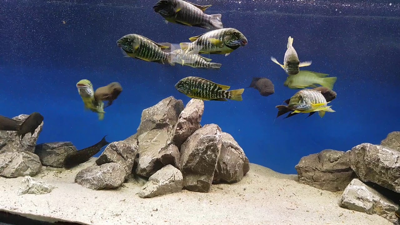 Petrochromis macrognathus Kantalamba WF - narybek