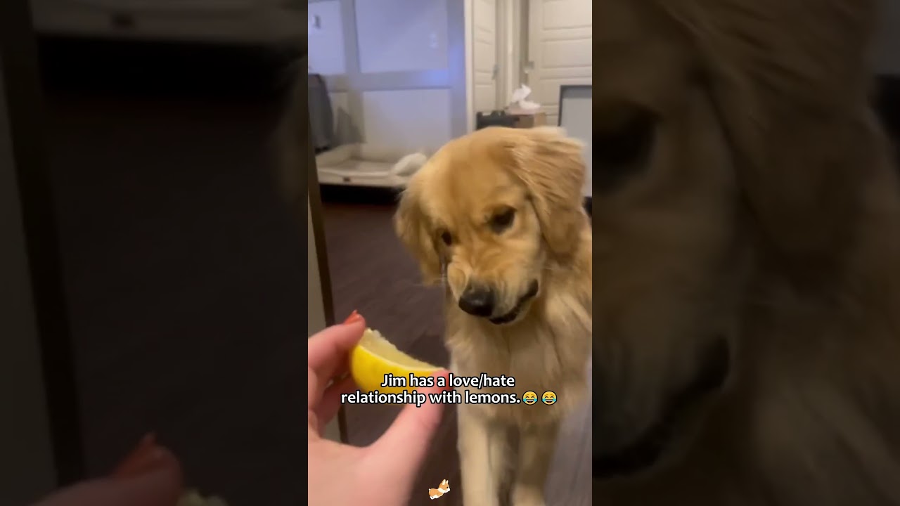 When you have a golden retriever #dog