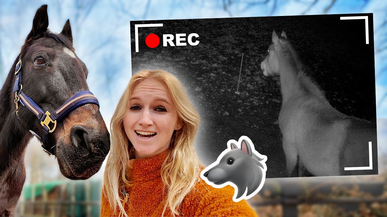 De WOLF is bij de PAARDEN geweest... 😳🐺 *Vlog*
