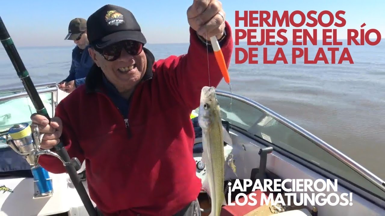 HERMOSOS PEJERREYES EN EL RIO DE LA PLATA - APARECEN LOS PRIMEROS MATUNGOS