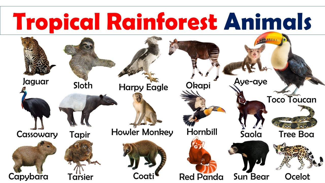Tropical Rainforest Animals Names and Pictures in English | Rainforest Animals | Near Education