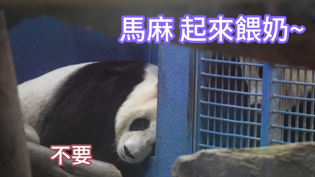 圓圓睡覺 圓寶來鬧 圓圓一臉無奈 20241018 taipei zoo
