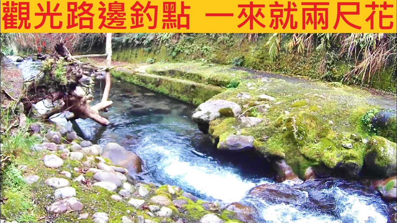 休閒觀光路邊釣點 一來就兩尺花 @快衝再晚就擠不到位置ㄌ #溪釣 #苦花 #無敵大麥蟲