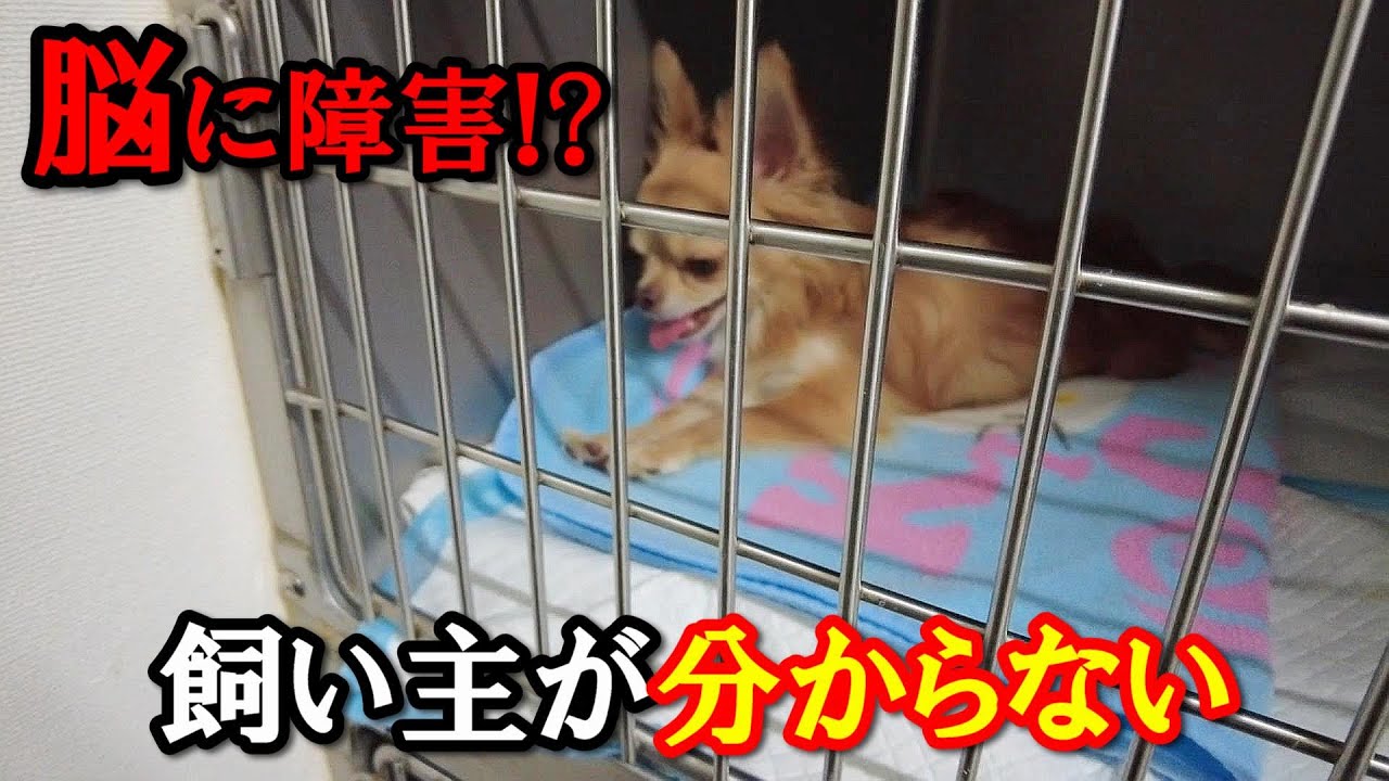 退院できるとチワワをお迎えに行ったら&hellip;予期せぬウリの状態に飼い主愕然