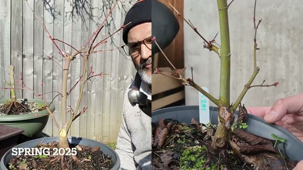 Katsura Bonsai 241 Spring 2026 Repot