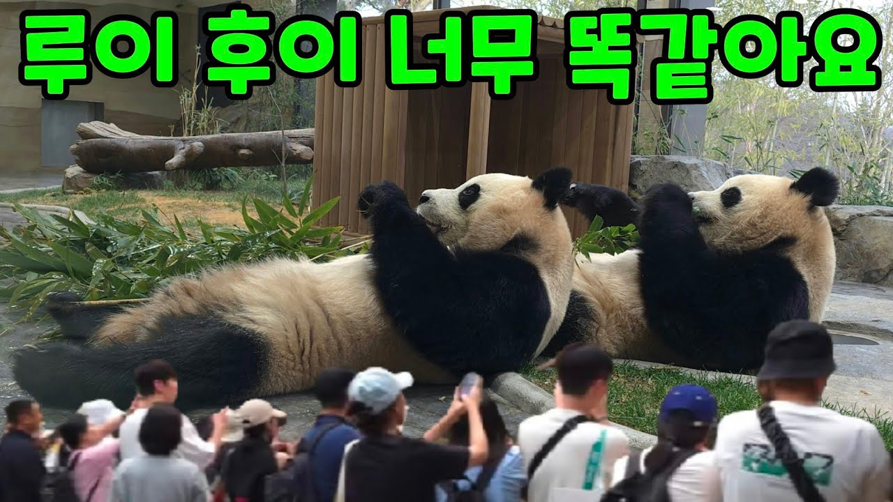 루이바오 후이바오 너무 똑같아요 에버랜드 판다월드 세컨하우스 