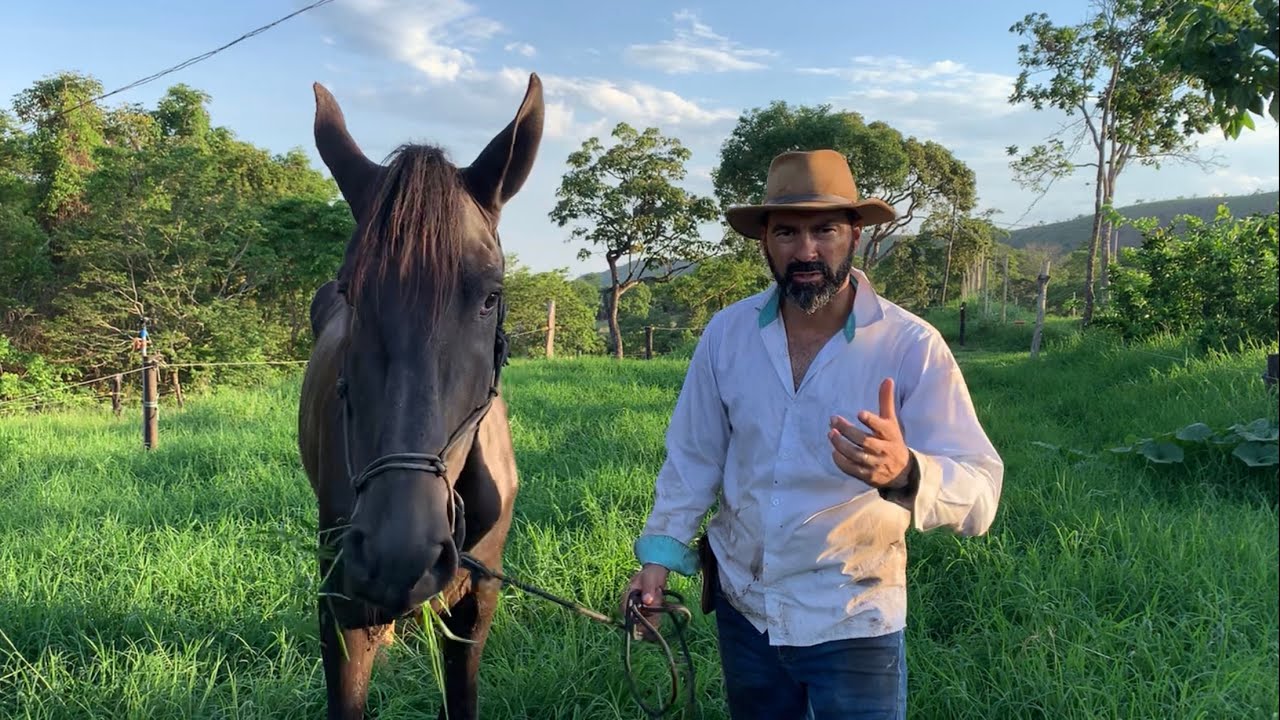 O MELHOR CAPIM PRA CAVALO | VOU ENGORDAR ESSE CAVALO MAGRO NESSE CAPIM AQUI 🐎🐎