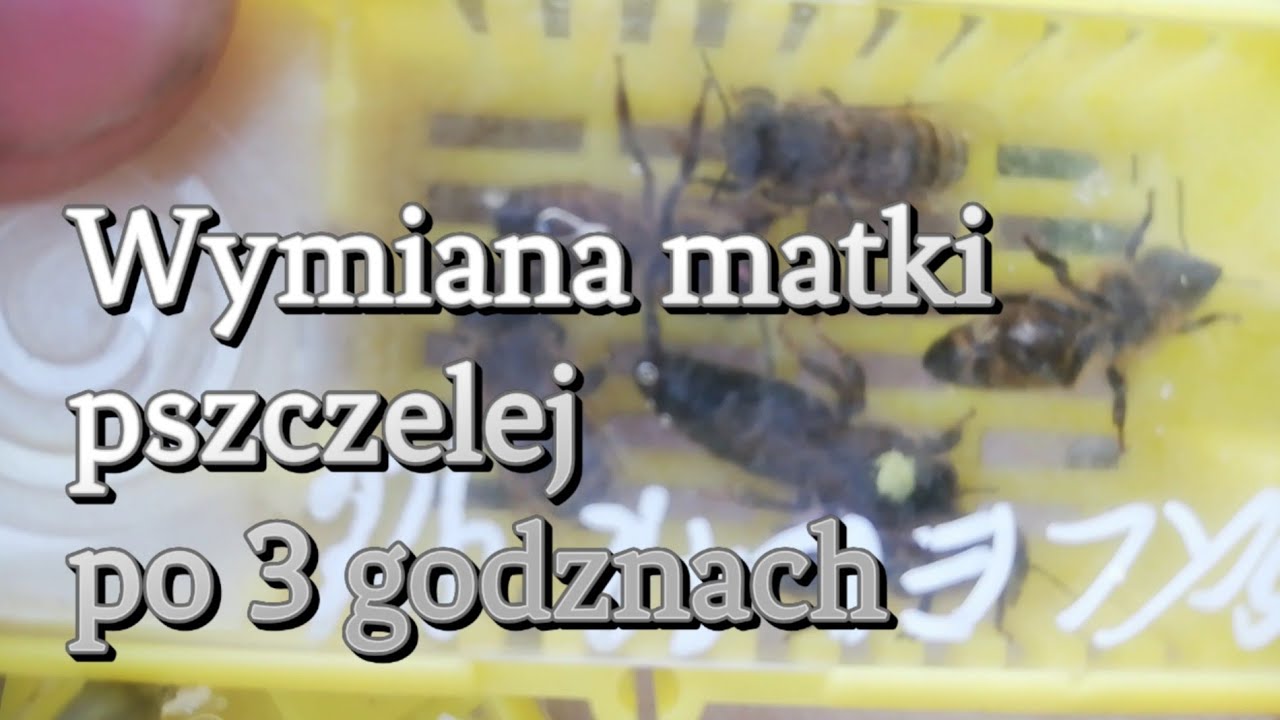 Wymiana matek pszczelich po trzech godzinach od osierocenia rodziny