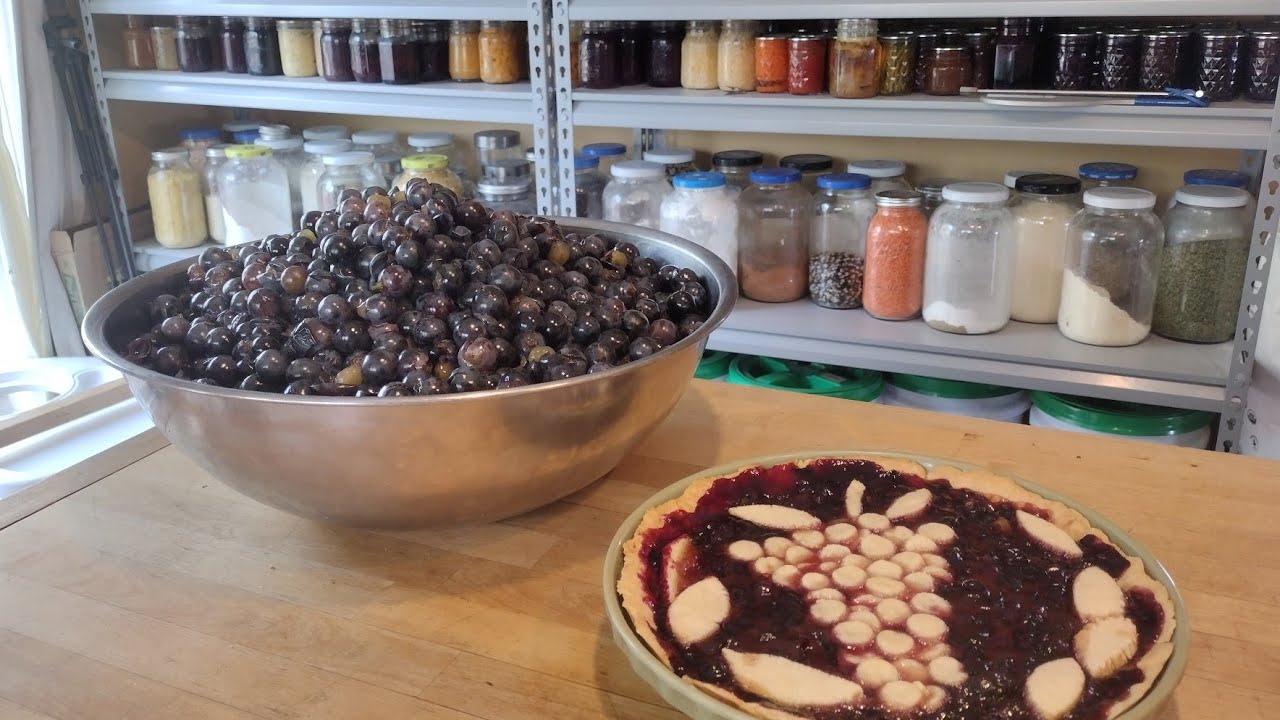 Консервирование бушеля винограда сорта «Конкорд» ~ Виноградный пирог и консервированный сок