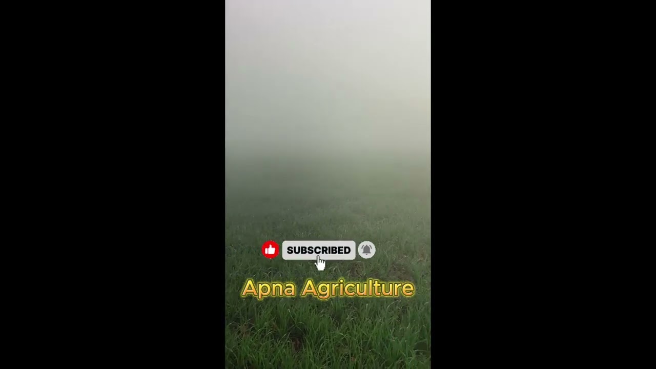 Guava Farming #FarmingTips #agriculture #panjab