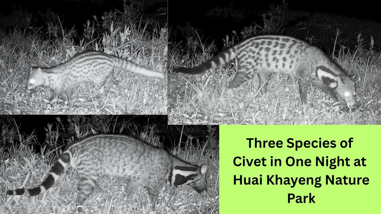 A Rainy Season Update for Huai Khayeng Nature Park