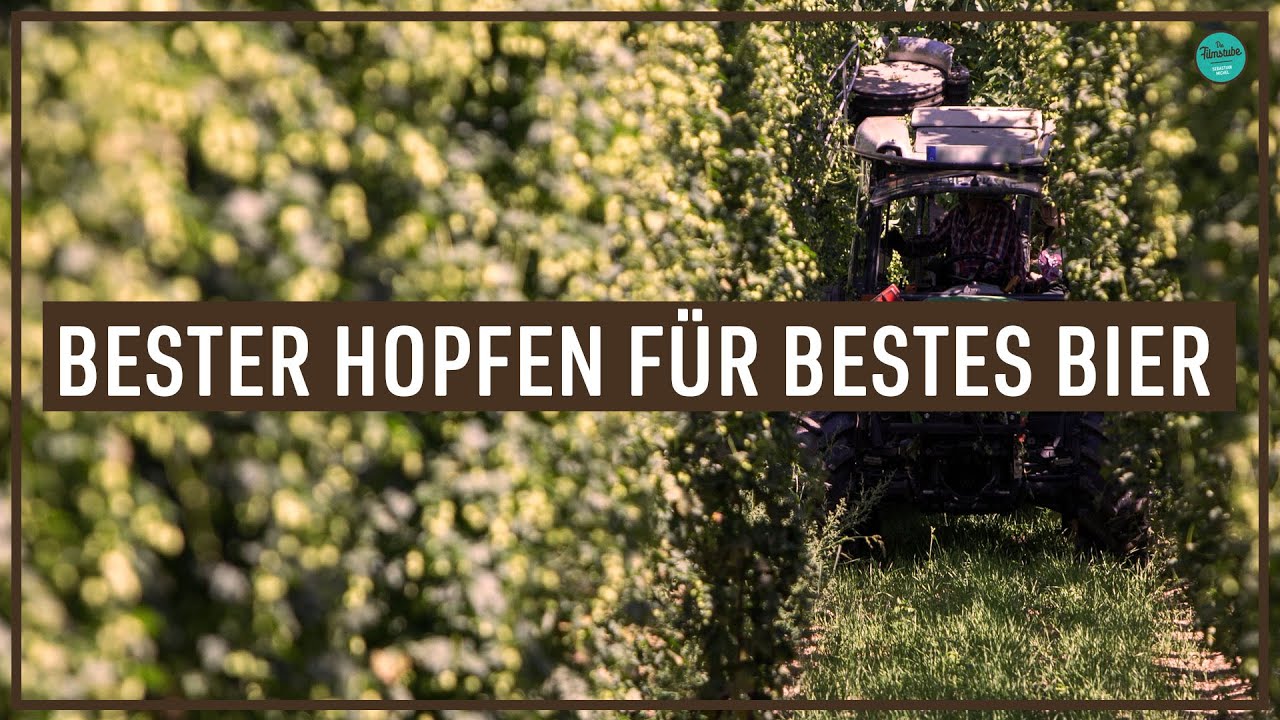 IGN - Bester Hopfen für bestes Bier