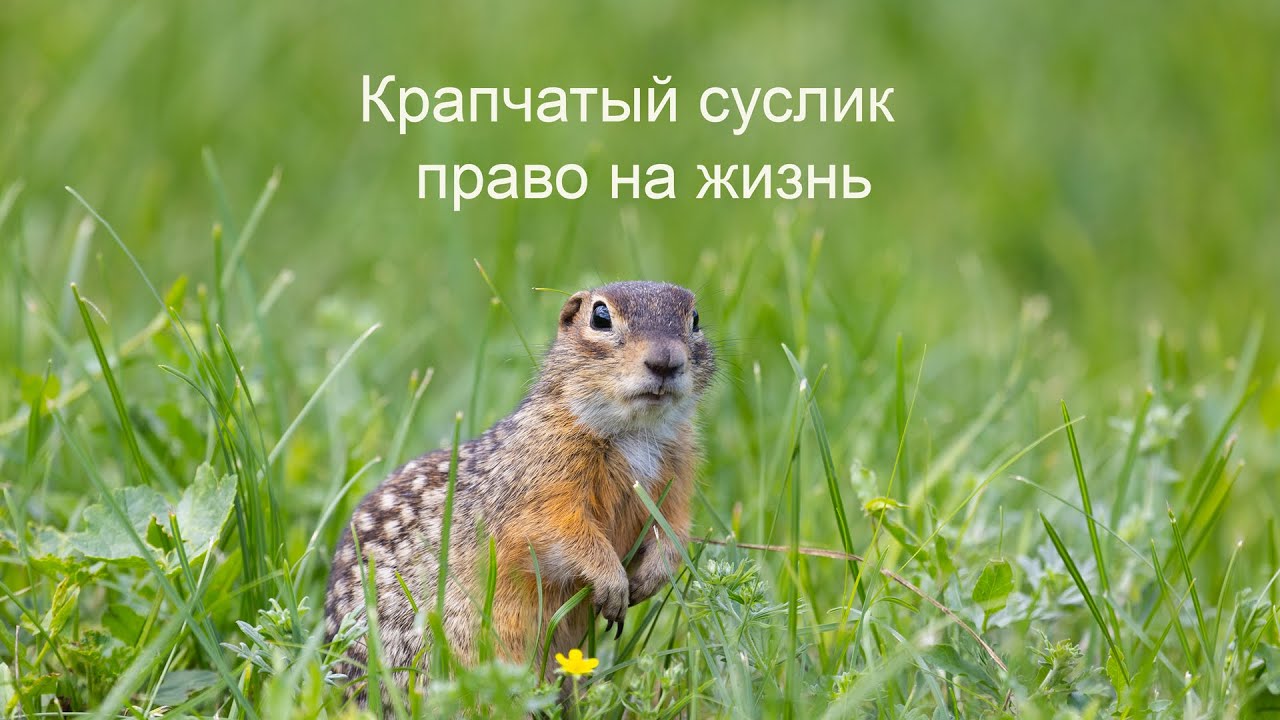 Крапчатый суслик. Право на  жизнь