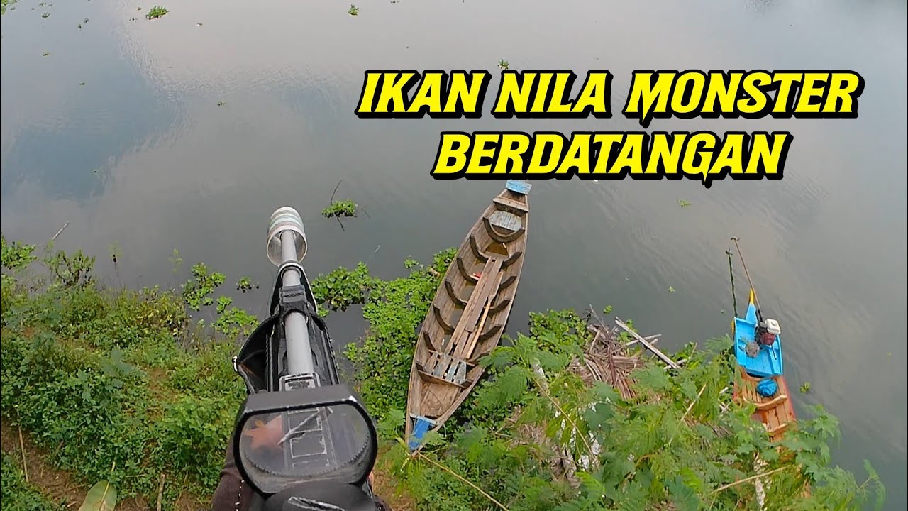 IKAN JATILUHUR MUBAL ] PARA IKAN MONSTER KEMBALI BERDATANGAN!!!