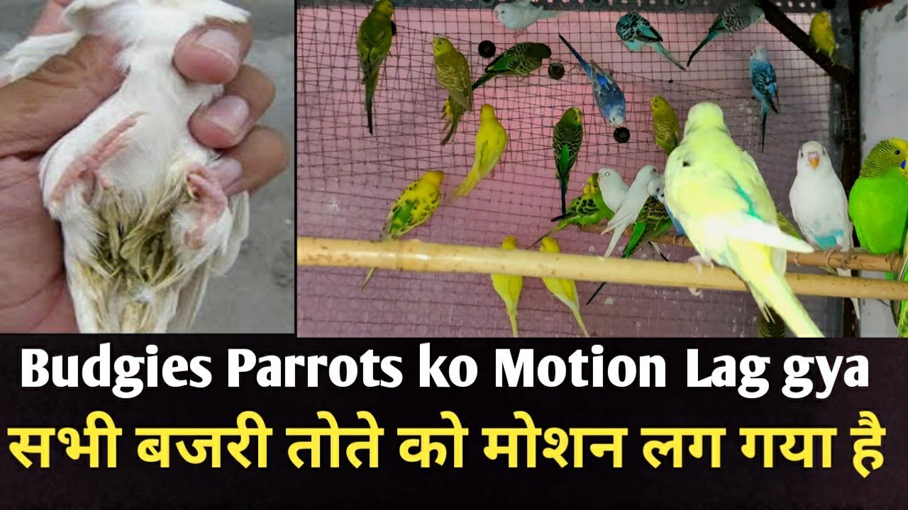 Sabhi Budgies Parrots ko Motion lag gya uski wajah aur Treatment