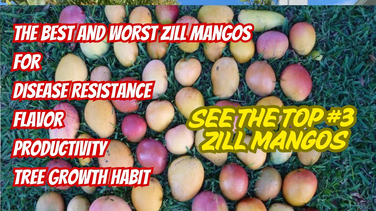 Top Mango Varieties to Grow in 2025: Zill High Performance Plants
