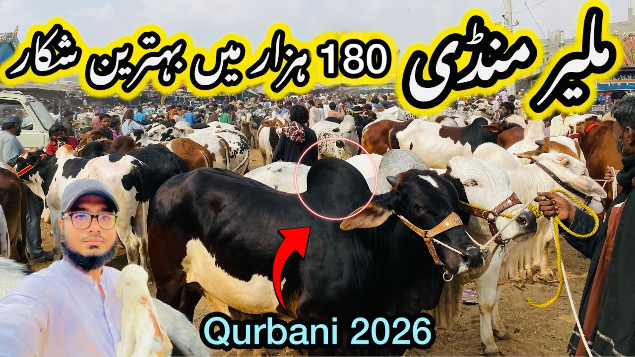 Malir Mandi Karachi Cattle Rates Update❤️ || 10 march 2026 || Cow Mandi 2026 💫
