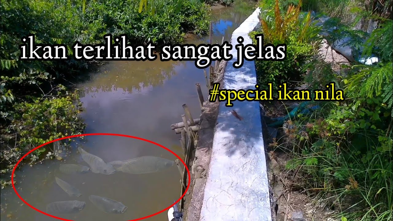 SPOT SEBENING KACA!!! SETIAP SUDUT PENUH DENGAN IKAN😱
