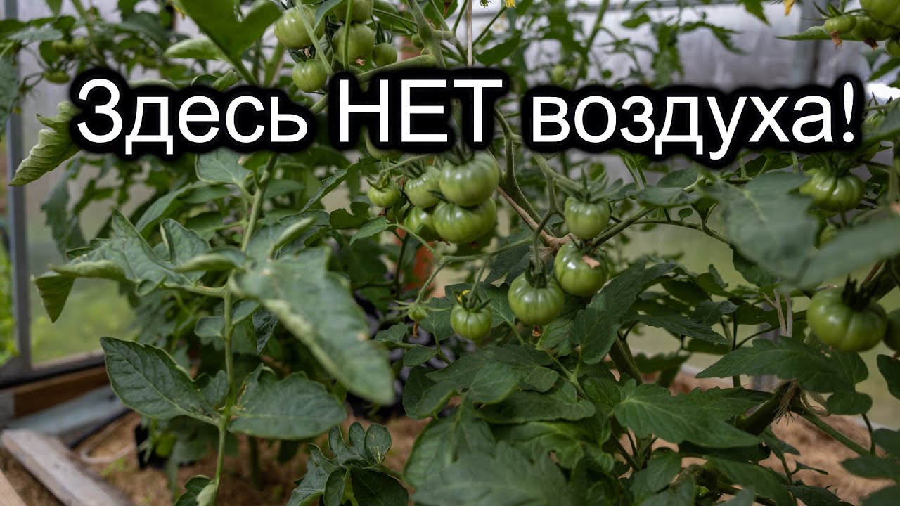 НЕ УДАЛИШЬ ЭТОТ ЛИСТ – ПОТЕРЯЕШЬ УРОЖАЙ! Какие листья резать в июле?