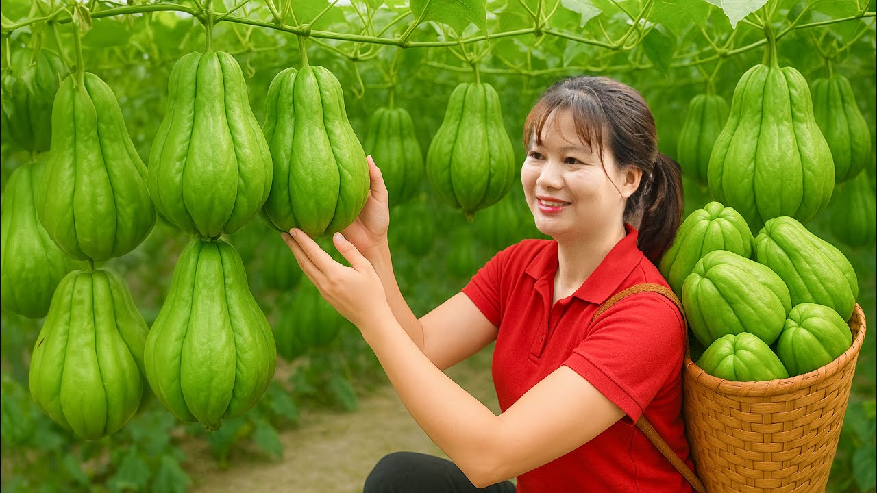 BREAKING: Harvesting Royal Chayote to eat - Chayote grown in the desert,how to dry and preserve