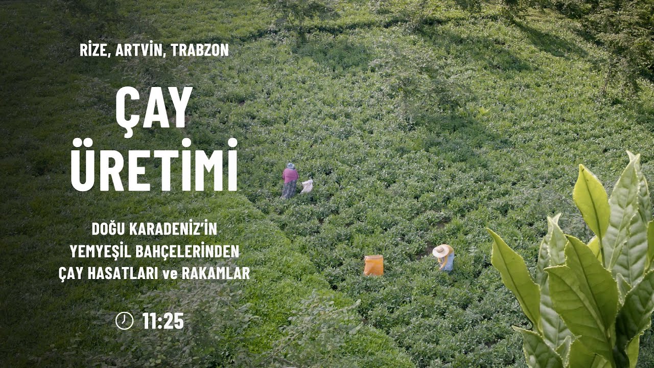 Çay Üretimi, Doğu Karadeniz