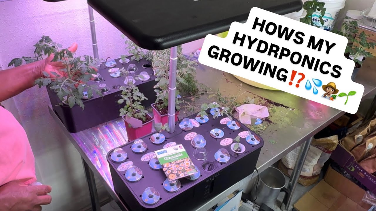 ГИДРОПОНИКА 💦 🌱ОБНОВЛЕНИЕ ‼️#ПАРИКИ2025 @mikeschaoticgardening @GtJrGrowsItAlaska