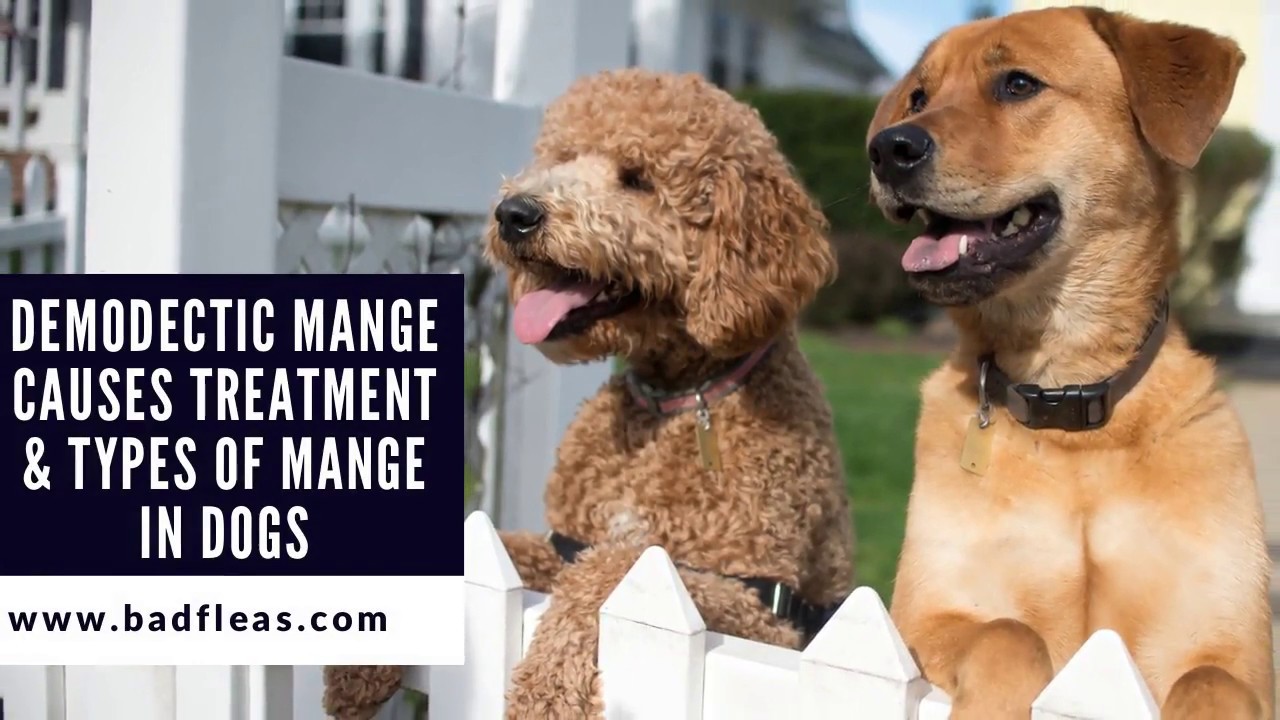 Demodectic Mange -Causes -Treatment & Types Of Mange In Dogs