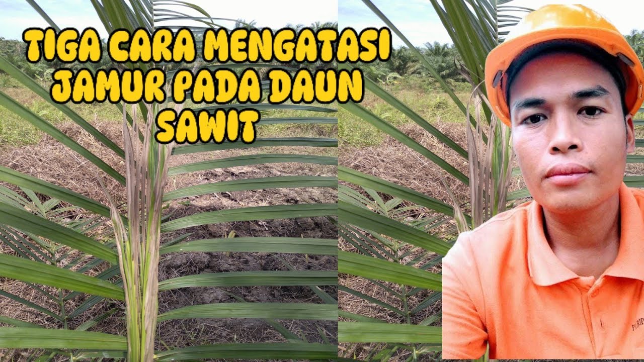 CARA MUDAH MENGATASI JAMUR PADA PUCUK SAWIT