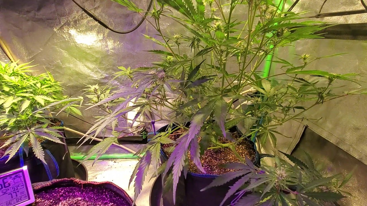 Blue Dream, Tooth Grizzly, Super Skunk