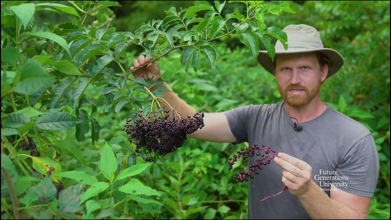 Elderberry Cultivation and Harvest